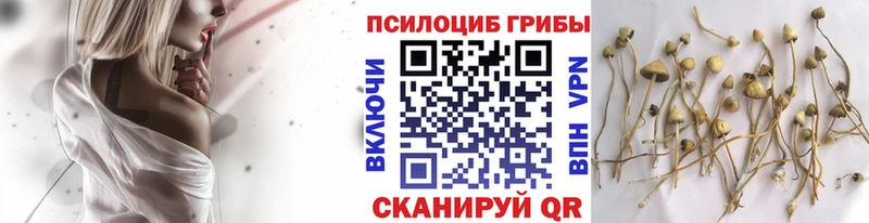 наркота  Рыбное  Псилоцибиновые грибы Psilocybe 